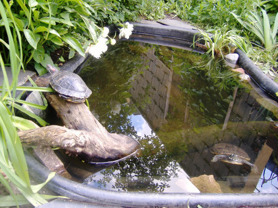 Schildkroetenvermittlung